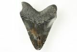 Juvenile Megalodon Tooth - South Carolina #171103-1